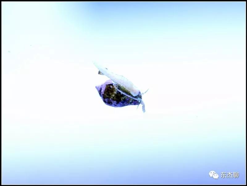 硬骨虫害,硬骨扁虫怎么消灭