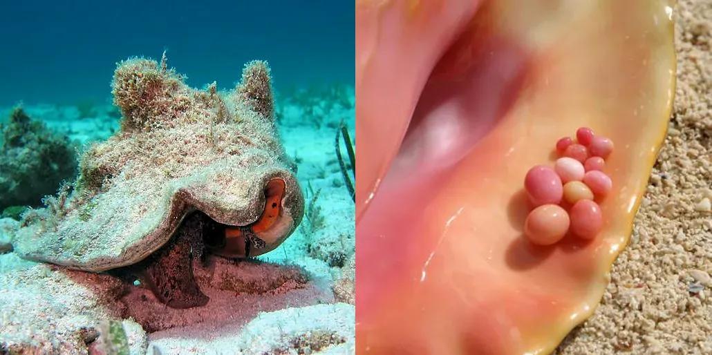 砗磲圆珍珠,贝壳珠和砗磲珠有什么区别