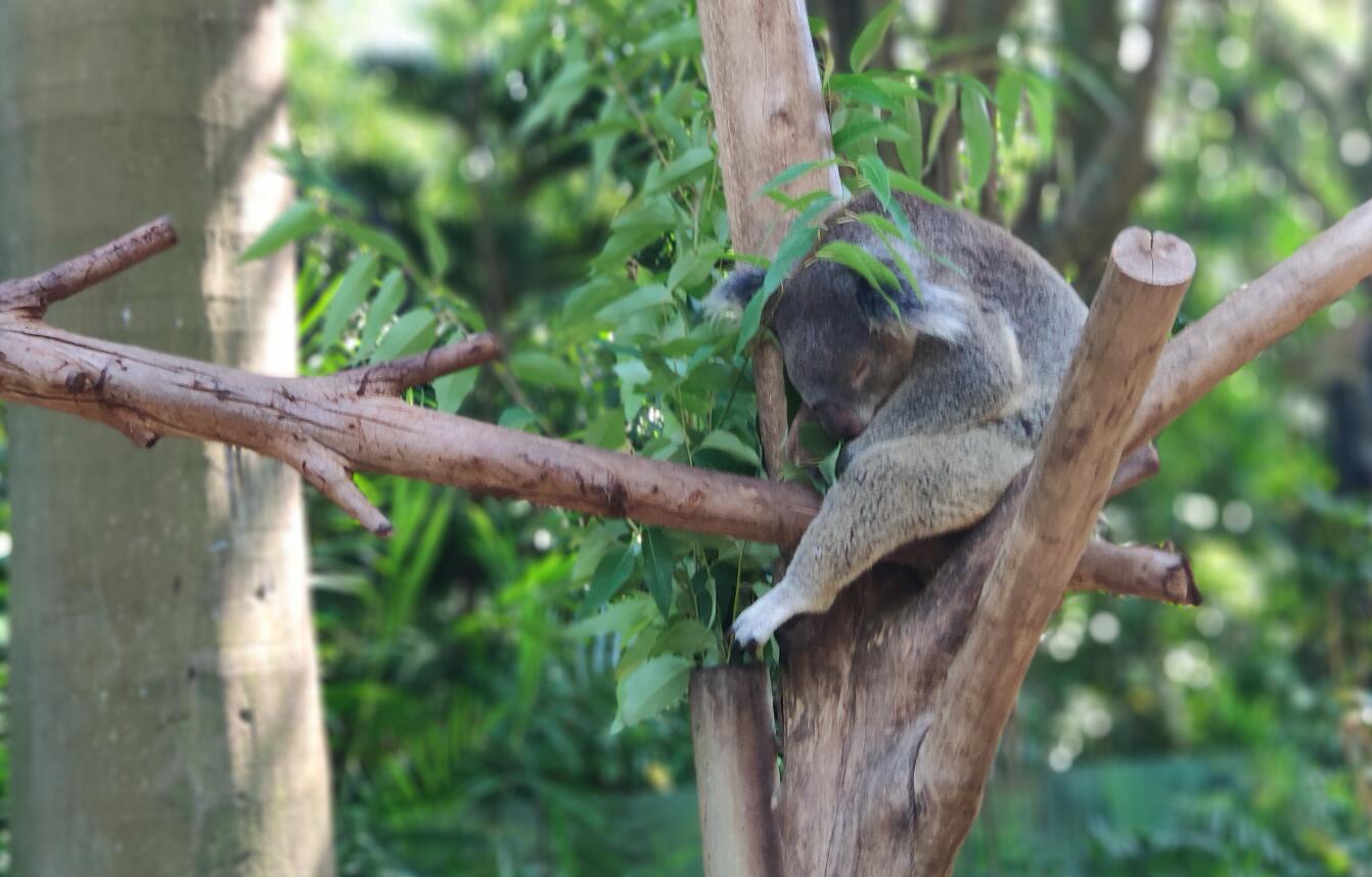 广州动物园和长隆野生动物世界,广州长隆野生动物园攻略自由行
