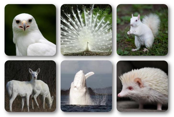 中华田园橘白猫脾气好吗,中华田园白猫配什么猫