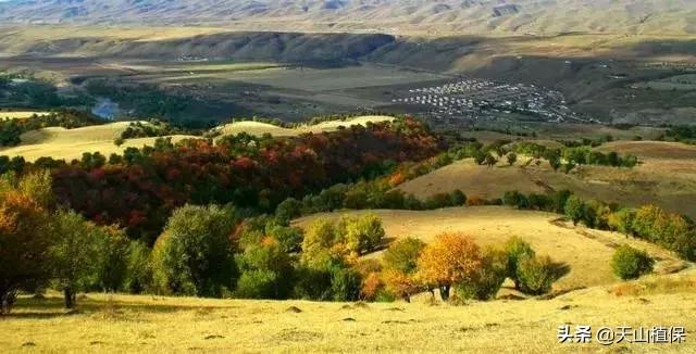 伊犁可克达拉草原,伊犁草原之旅