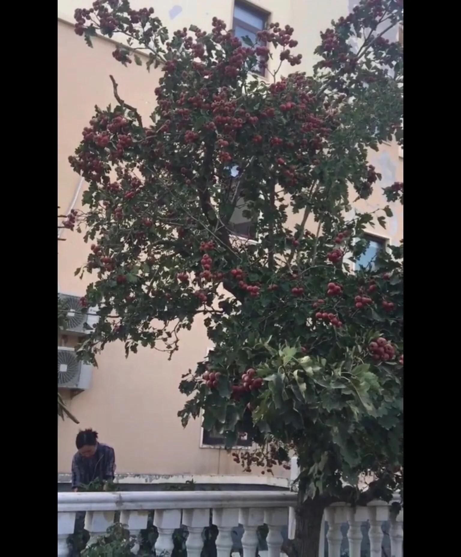 《简兮》至简生活和美食探究