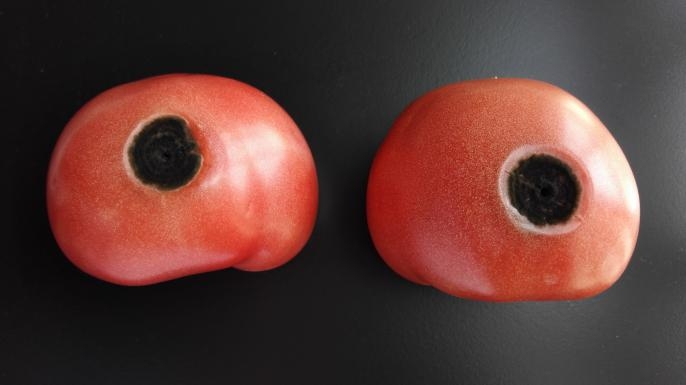 实验室|去除腐烂部分的果蔬还能吃吗?实在舍不得扔怎么办?