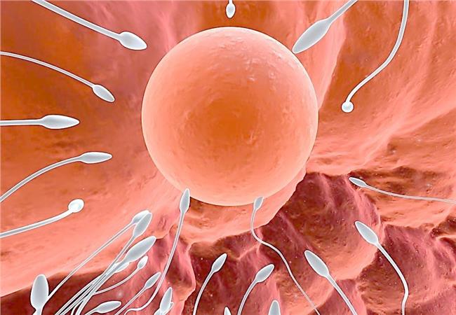 怀孕的过程精子达到什么样的程度,怀孕精子和卵子如何结合