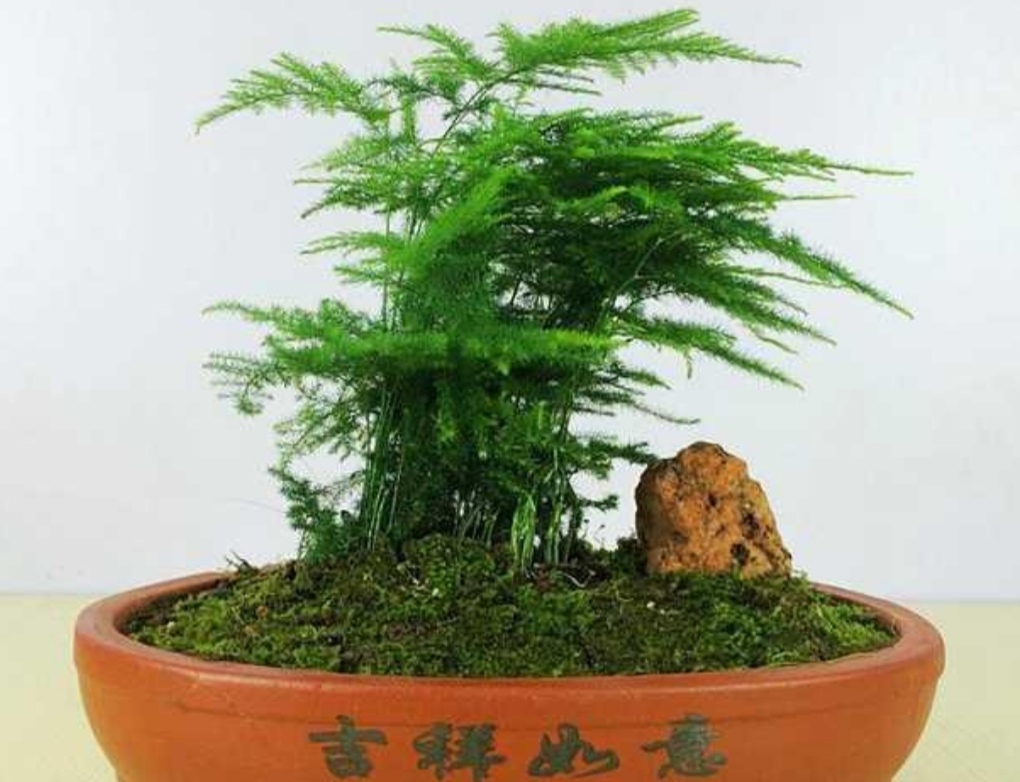 怎样能使文竹翠绿,文竹低矮