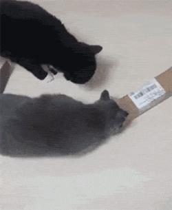 猫咪能明白人在哭吗,猫咪长大了一点为什么还总是叫