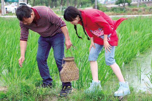 捕鳝鱼的方法与技巧,田里捉鳝鱼的做法