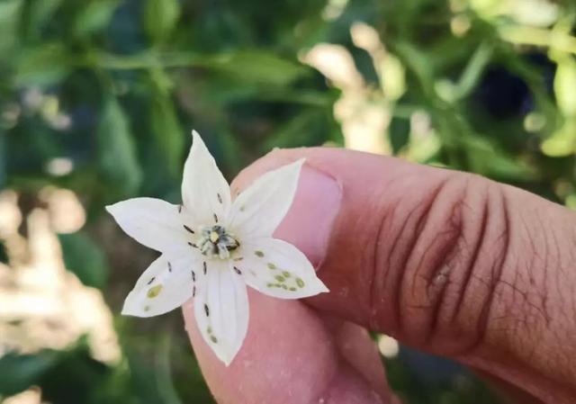 蔬菜虫害用什么农药防治效果好,如何看蔬菜是发生虫害还是病害