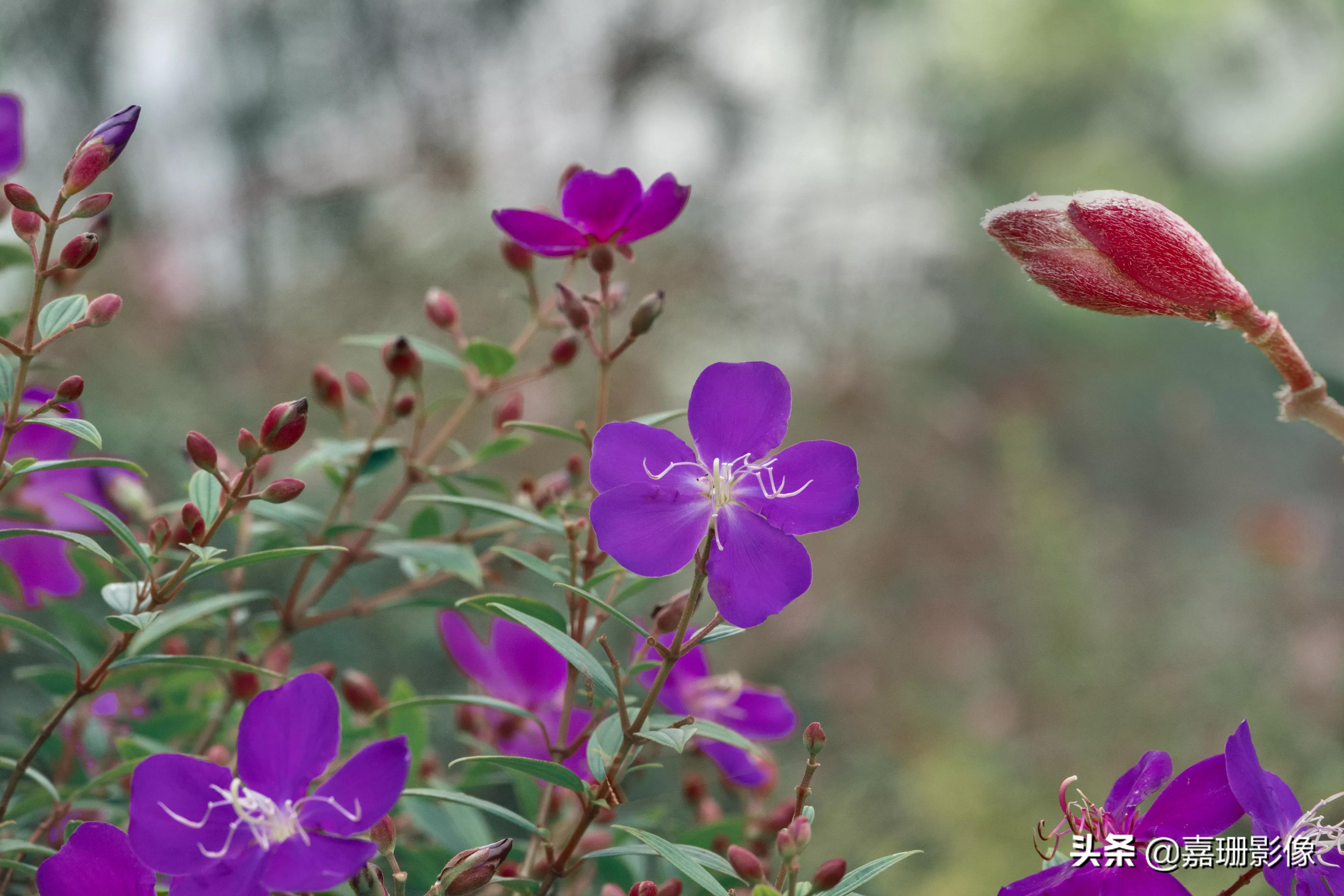 看看花容,听听花语2020年我镜头里的百种花卉