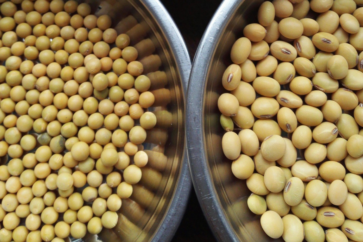 如何用豆芽盆发豆芽,无土栽培发豆芽