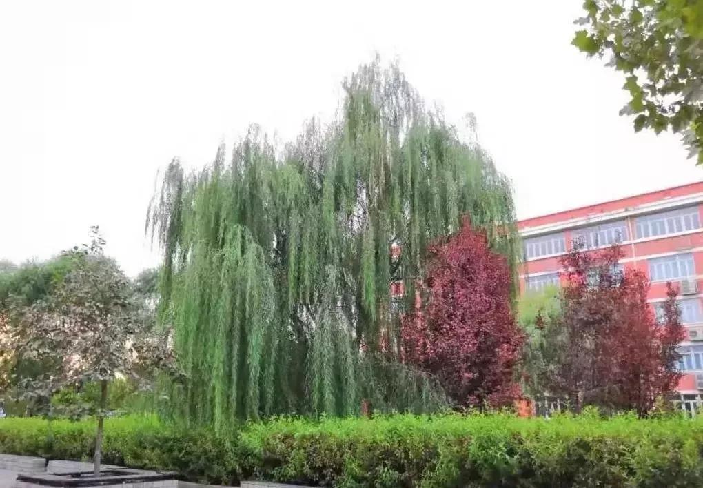 北京科技大学天津学院原独立学院,北京科技大学天津学院独立学院