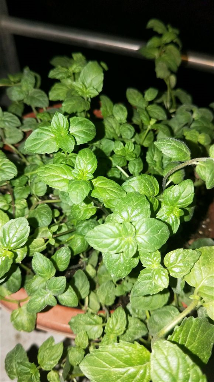 水养薄荷发黄发蔫用什么办法,薄荷叶子发黑怎么补救