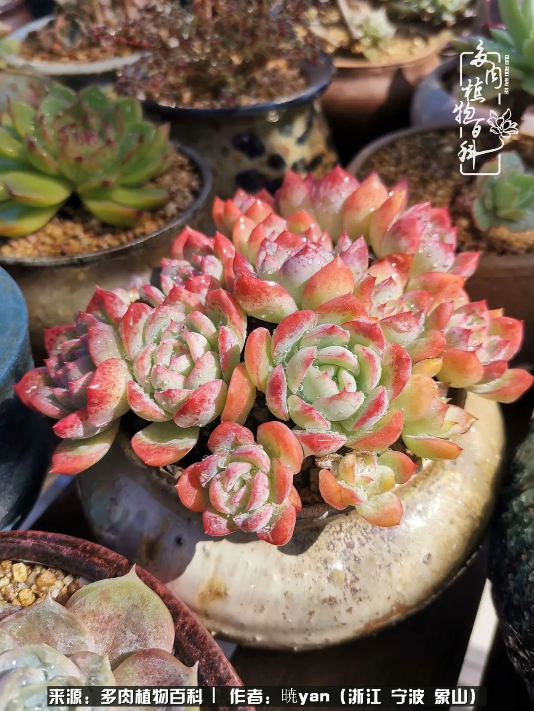 多肉初级入坑者,入坑多肉