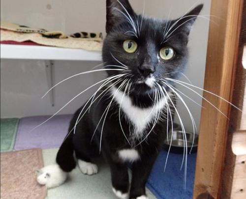 猫为什么不怕蛇无非这6点,喵星人真的不怕刺吗