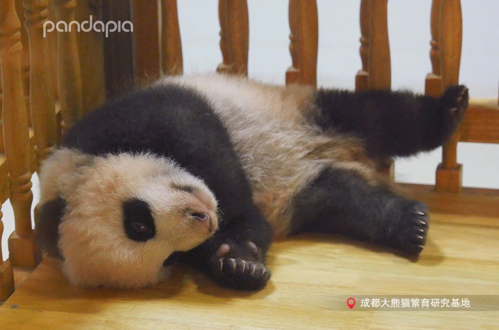 新品种大熊猫七仔,大熊猫花花和大熊猫七仔