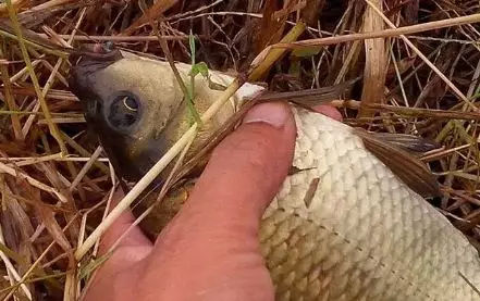 冬天筏竿串钩钓鲫鱼技术,冬天钓大板鲫用手竿好还是串钩好
