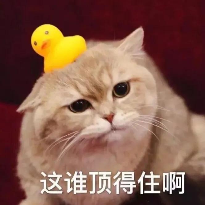 猫在啪啪啪的时候,也有快感吗?