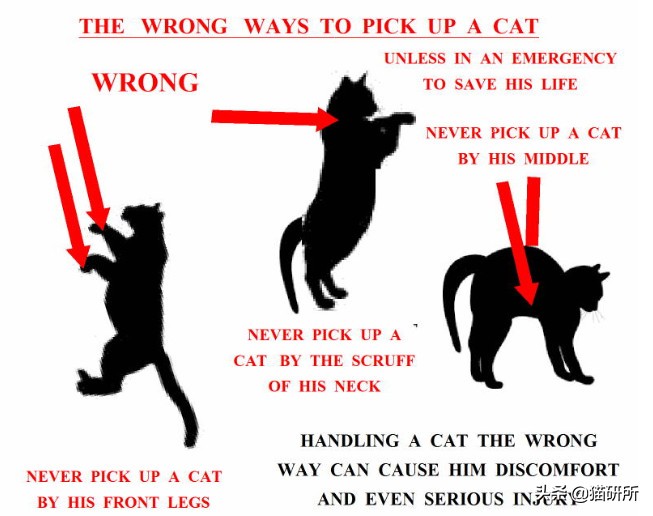 养了十多天的猫猫想抱它要怎么做,养了两年的猫怎么教