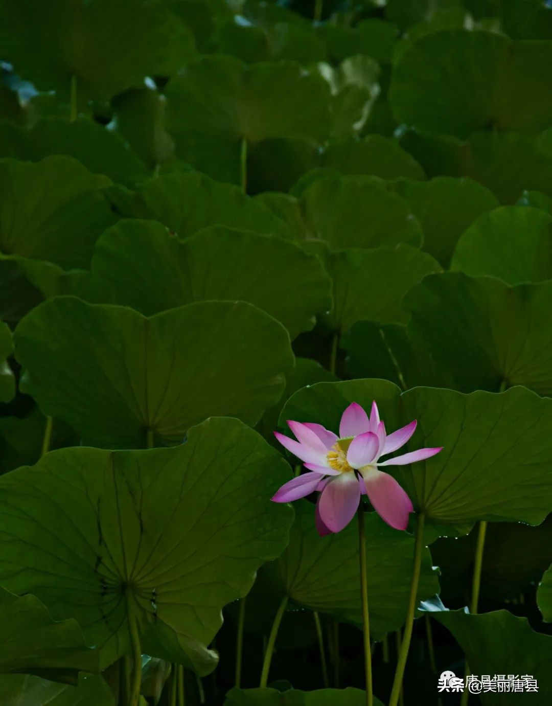 尧乡唐县,唐县自然风景区