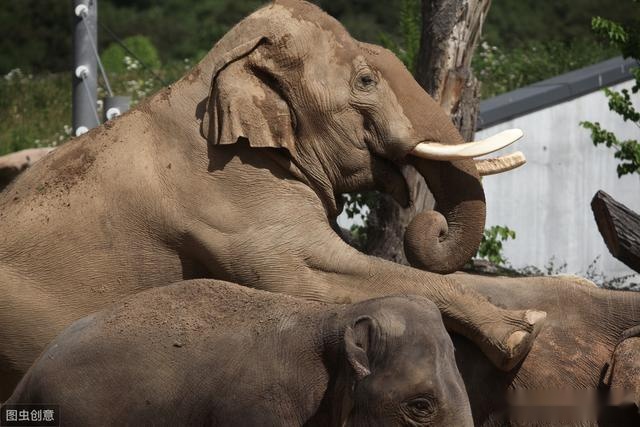 您知道恐龙是以什么方式繁殖的吗,不同种类恐龙的生活习性