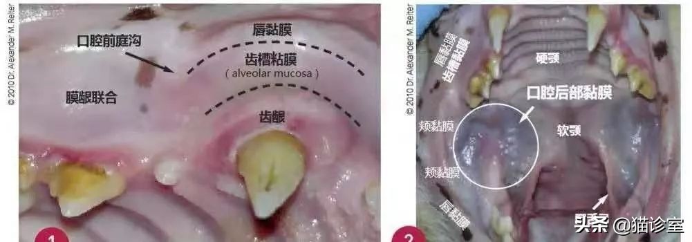 猫猫口炎不吃饭怎么办,猫慢性牙龈炎