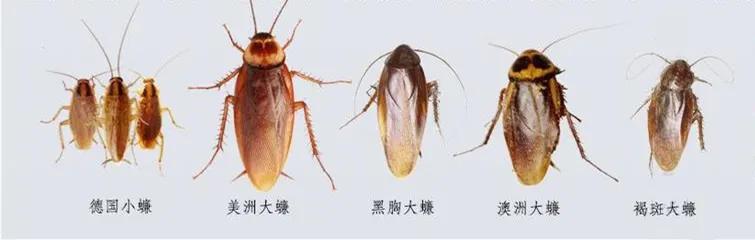 蟑螂防治带你了解不一样的蟑螂,蟑螂是家里最可怕的一种害虫