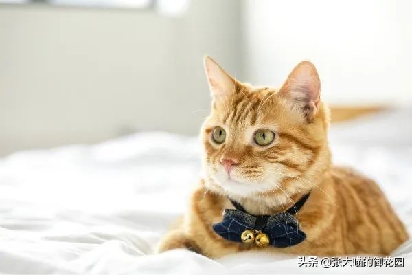 猫咪生过小猫还要绝育吗,为什么不建议猫生一窝再绝育