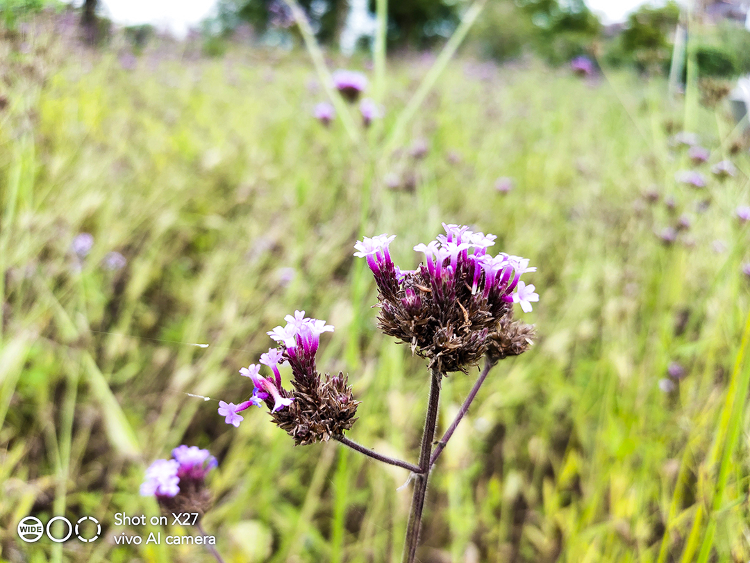 vivox27蓝绿渐变,vivox27测评印象夏日