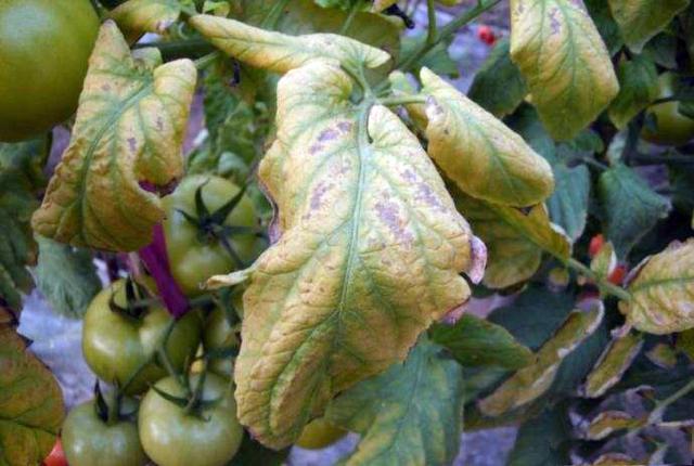 番茄黑根死根烂苗怎么防治,番茄苗倒伏烂茎怎么办