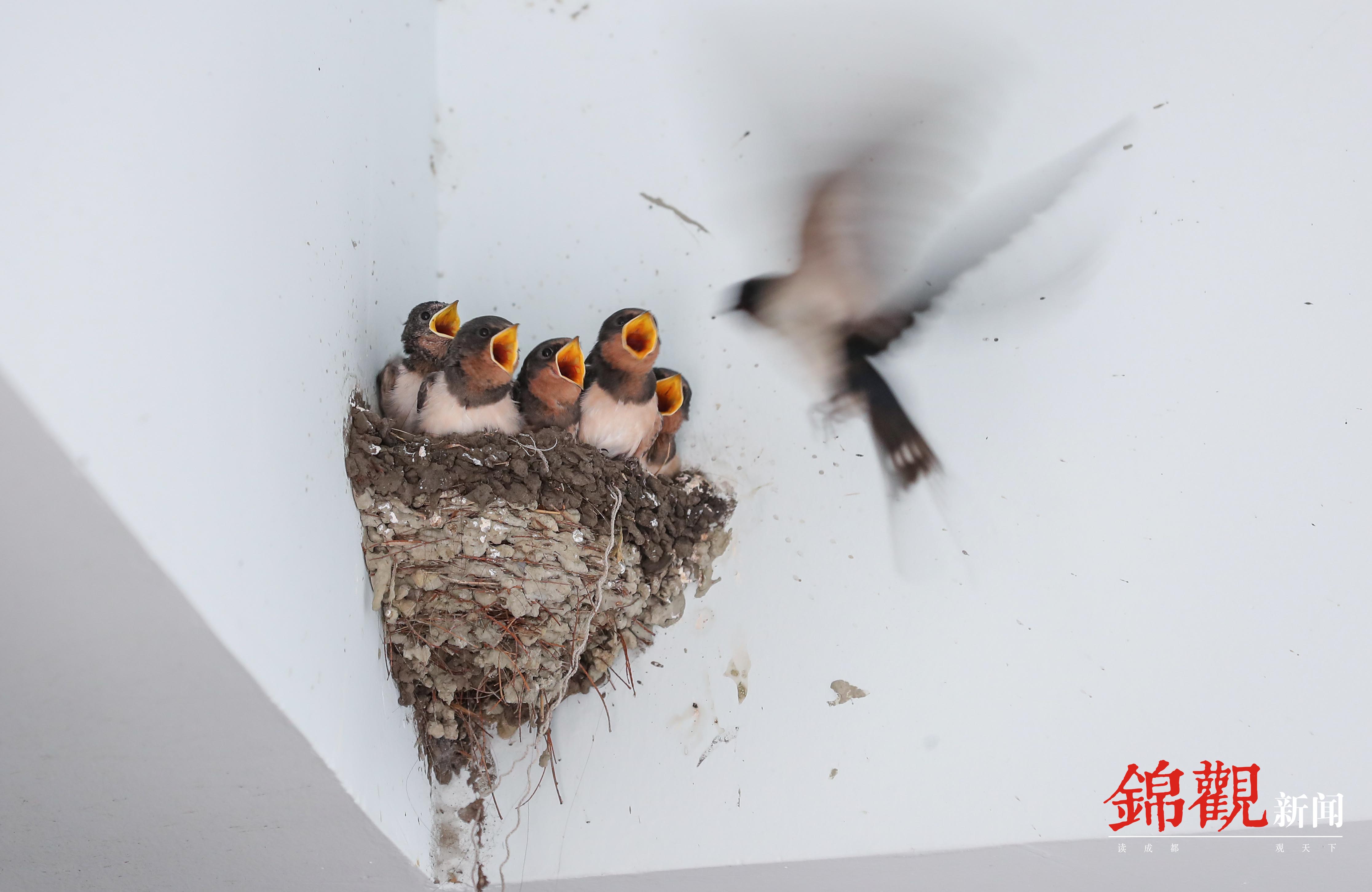 竹林里的燕子,树林中的燕子