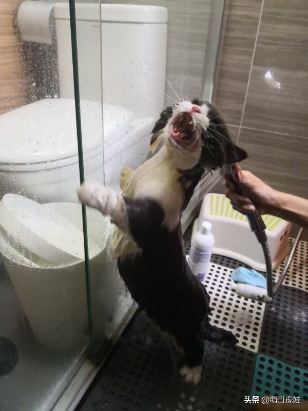 铲屎官给小奶猫洗澡一动不动,猫被铲屎官越养越瘦