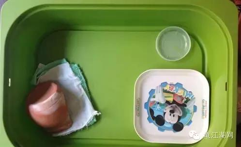 如何养殖水龟,如何合法饲养半水龟