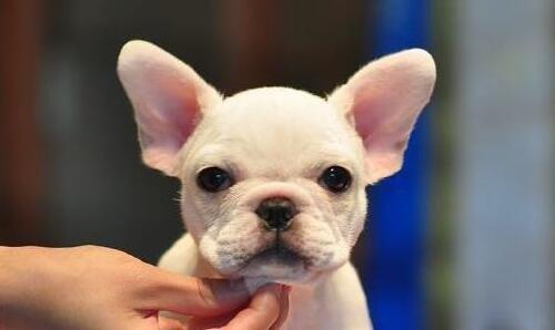 英国斗牛犬太臭了怎么办,法国斗牛犬怎么养才不臭