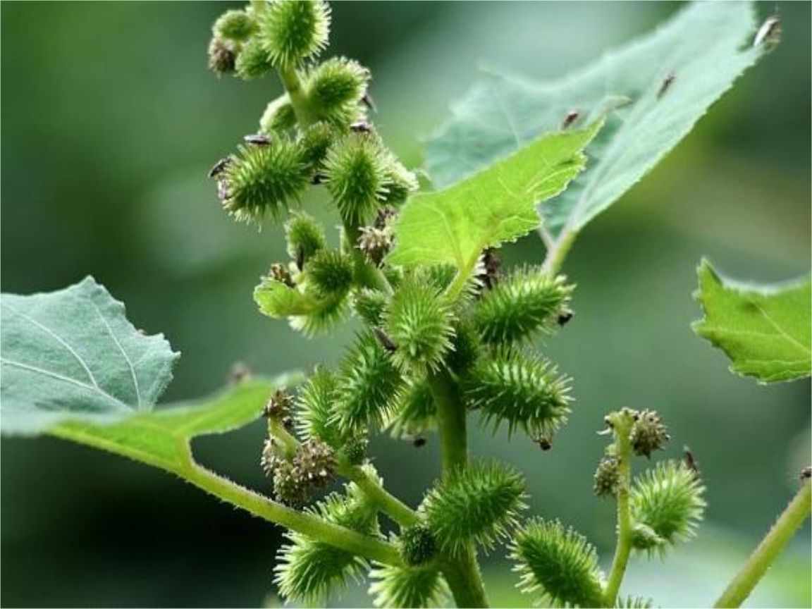认识常见植物,野外常见水培植物有哪些