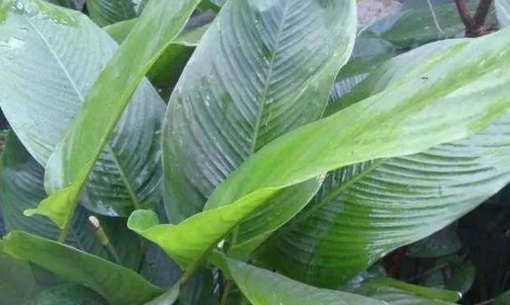 科普端午节和吃粽子的由来,端午粽百科