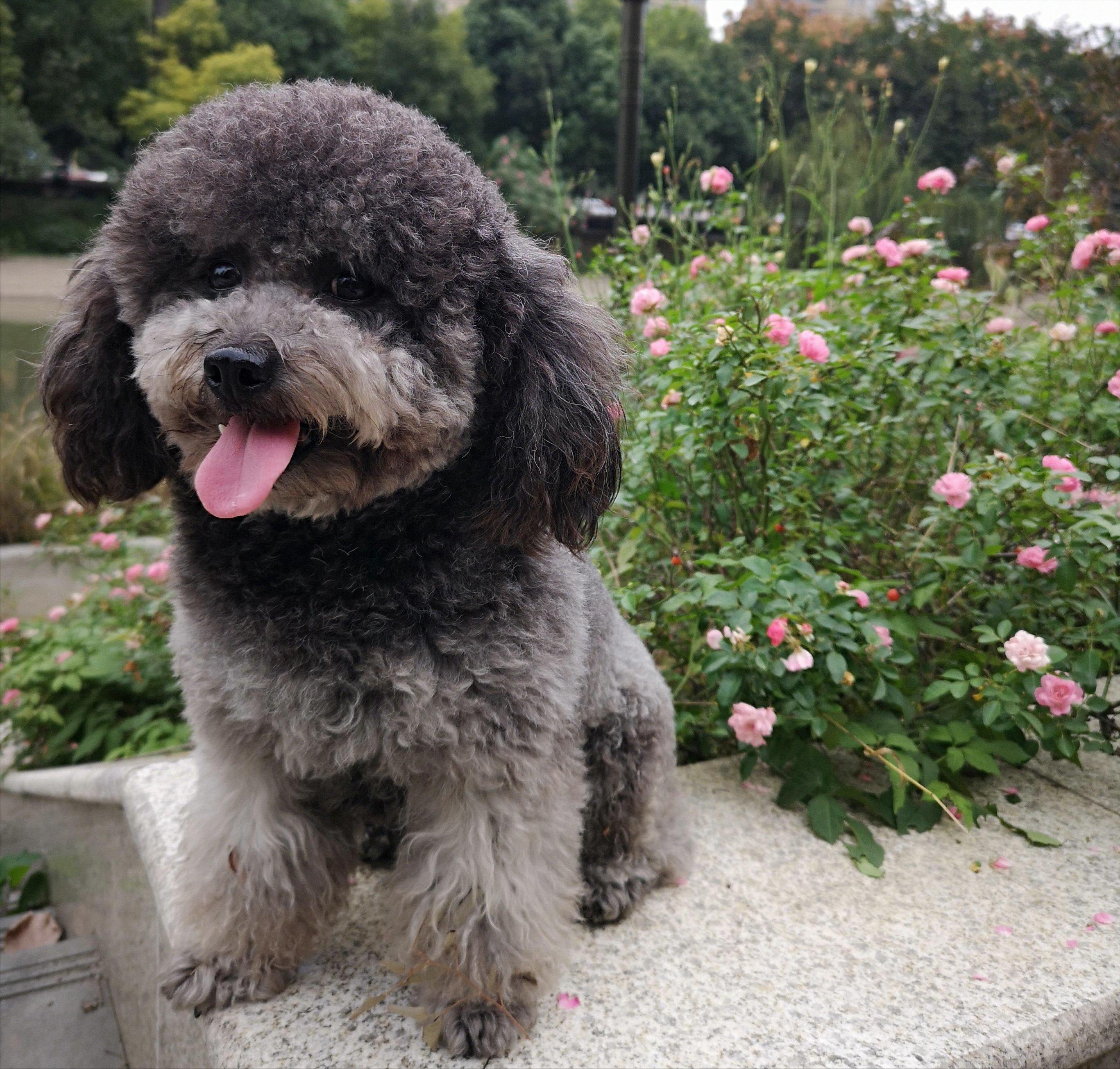 为什么泰迪很讨厌,为什么有些人讨厌泰迪