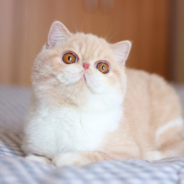 猫咪各个品种大概价格,最受欢迎的猫咪排行视频