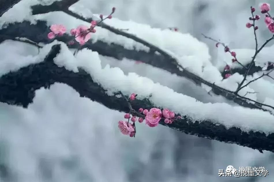 梅须逊雪三分白雪却输梅花一段香,梅须逊三分却输梅一段香意思