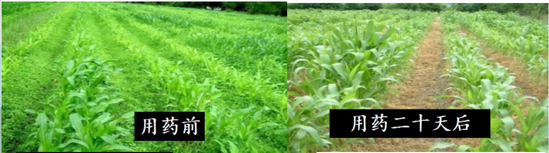 农业“灾难”!除草剂对人体的危害竟然这么大?