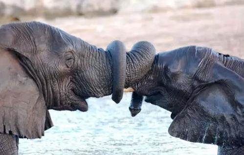 凶猛动物对决视频,凶猛野兽打斗场面