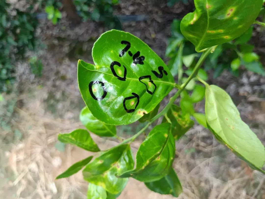 蔬菜细菌病害有哪些药,植物真菌细菌病害用什么药