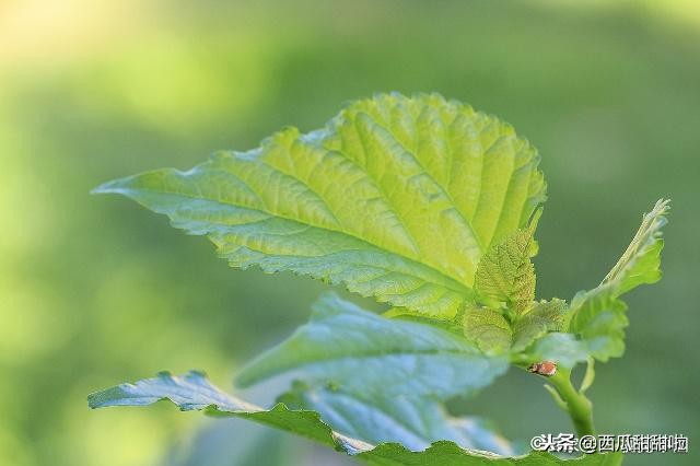 小朋友的蚕结茧了,蚕宝宝变成蛹以后多少天变成飞蛾