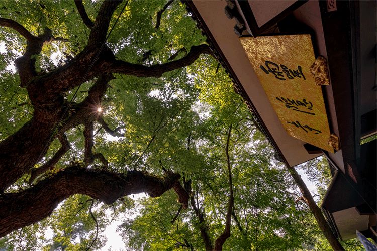 如果灵魂有香气希望是桂花味,如果灵魂有香气