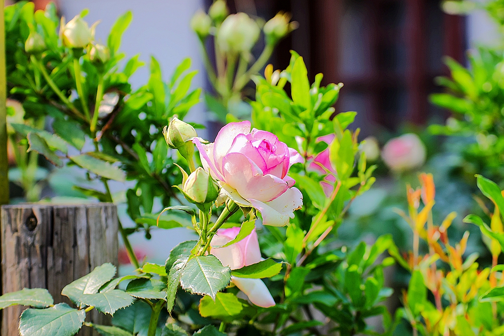 月季被称为花中皇后的故事,月季是国花还是市花
