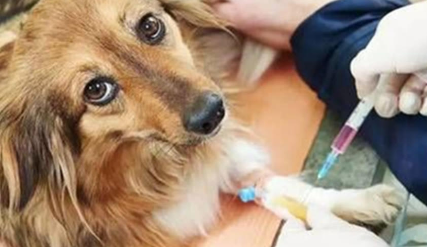 狗狗不吃东西怎么办也不拉粑粑,狗狗不吃食物精神正常怎么回事