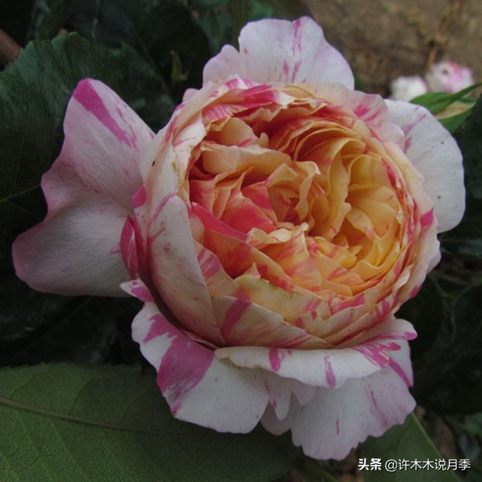 为啥网上买的月季花很难成活,为什么买的月季花养不活