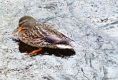 鸭子常见病,鸭子常见病防治方法