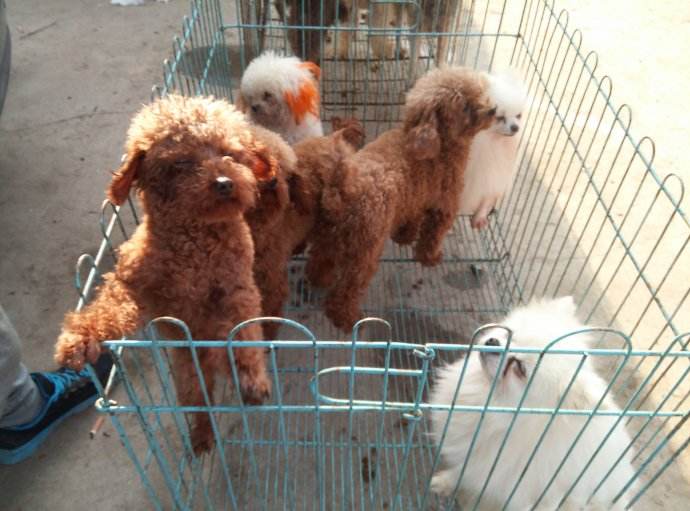 网上购买的狗狗真的能收到吗,网上购买狗狗靠不靠谱