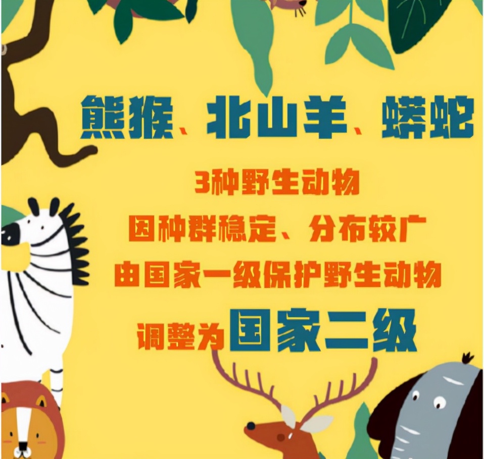 可怕40斤巨蟒藏天花板,吓人巨蟒