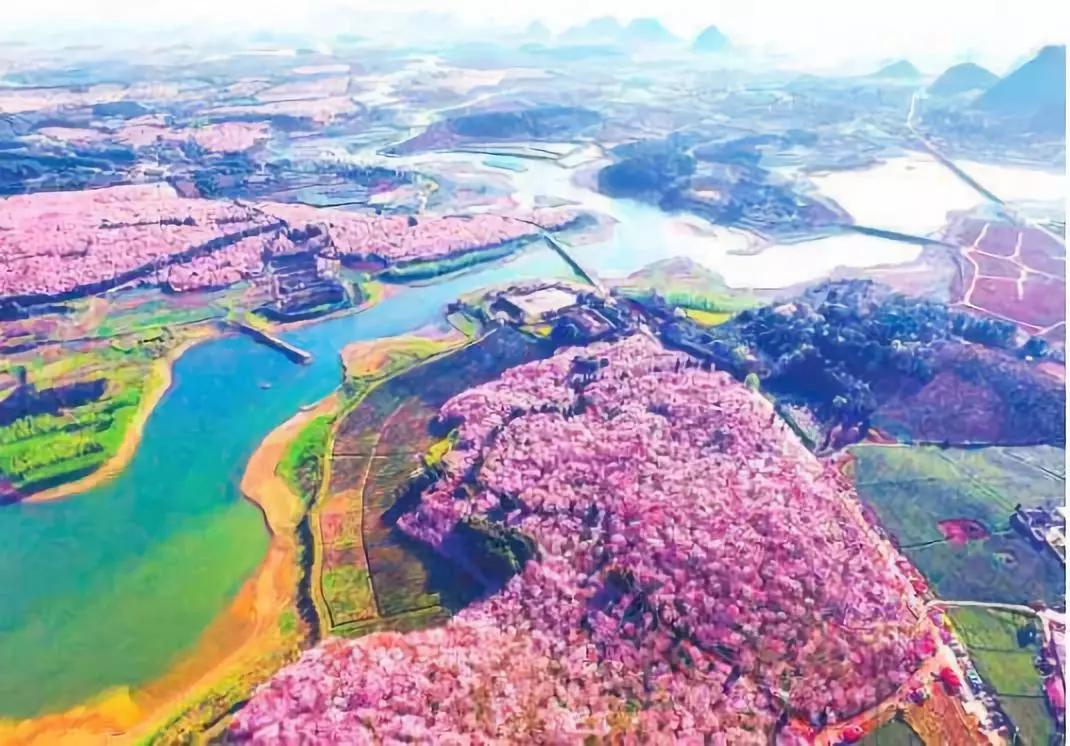 世界最大的樱花园,世界最大的樱花园在贵州吗